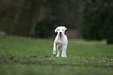 DOGUE ARGENTIN 290